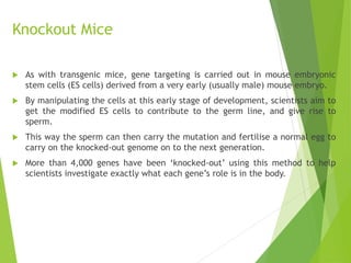 Knockout Mice
 As with transgenic mice, gene targeting is carried out in mouse embryonic
stem cells (ES cells) derived from a very early (usually male) mouse embryo.
 By manipulating the cells at this early stage of development, scientists aim to
get the modified ES cells to contribute to the germ line, and give rise to
sperm.
 This way the sperm can then carry the mutation and fertilise a normal egg to
carry on the knocked-out genome on to the next generation.
 More than 4,000 genes have been ‘knocked-out’ using this method to help
scientists investigate exactly what each gene’s role is in the body.
 