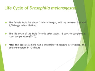 Life Cycle of Drosophila melanogaster
 The female fruit fly, about 3 mm in length, will lay between 750 and
1,500 eggs in her lifetime.
 The life cycle of the fruit fly only takes about 12 days to complete at
room temperature (25°C).
 After the egg (at a mere half a millimeter in length) is fertilized, the
embryo emerges in ~24 hours
 