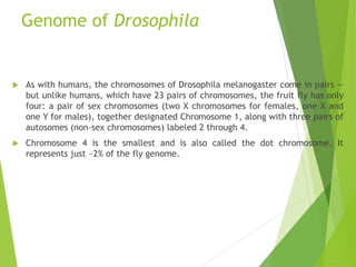 Genome of Drosophila
 As with humans, the chromosomes of Drosophila melanogaster come in pairs --
but unlike humans, which have 23 pairs of chromosomes, the fruit fly has only
four: a pair of sex chromosomes (two X chromosomes for females, one X and
one Y for males), together designated Chromosome 1, along with three pairs of
autosomes (non-sex chromosomes) labeled 2 through 4.
 Chromosome 4 is the smallest and is also called the dot chromosome. It
represents just ~2% of the fly genome.
 