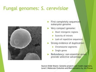 Fungal genomes: S. cerevisiae
 First completely sequenced
eukaryote genome
 Very compact genome:
 Short intergenic regions
 Scarcity of introns
 Lack of repetitive sequences
 Strong evidence of duplication:
 Chromosome segments
 Single genes
 Redundancy: non-essential genes
provide selective advantage
Source (Slide Share): Genome projects and model organisms,
Level 3 Molecular Evolution and Bioinformatics by Jim Provan
 