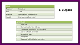 STATS
Taxonomy Nematode
Size: 1 mm
Anatomy Unsegmented, elongated body
Habitat Lives and reproduces in soil
ADVANTAGES
1 Small size
2 Short generation time of 3 days
3 Each female can produce 200–1000 eggs
4 Easy to culture in laboratory
5 Simple body plan
6 Transparent
7 Capable of self-fertilization or crossing
C. elegans
 
