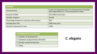 GENOME
Chromosomes 5 pairs of autosomes plus 2 X chromosomes in females
(hermaphrodites) or 1 X chromosome in males
Amount of DNA 103 million base pairs
Number of genes 20,500
Percentage of genes in common with humans 25%
Average gene size 5000 base pairs
Genome sequenced in year 1998
CONTRIBUTIONS TO GENETICS
1 Genetics of development
2 Apoptosis (programmed cell death)
3 Genetic control of behavior
4 Aging
C. elegans
 
