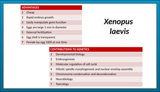 MODEL ORGANISMS 2: EXAMPLES, CONTRIBUTION AND ADVANTAGE | PPTX