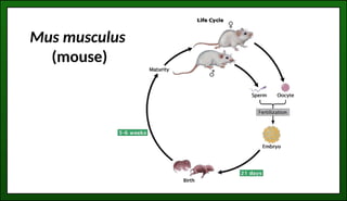MODEL ORGANISMS 2: EXAMPLES, CONTRIBUTION AND ADVANTAGE | PPTX