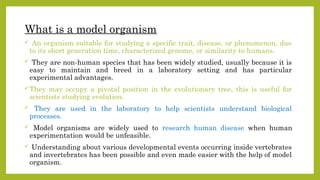 Biology Model Example Model organisms in genetics E-coli, drosophila.pptx