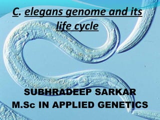 C. elegans genome and its
life cycle
SUBHRADEEP SARKAR
M.Sc IN APPLIED GENETICS
 