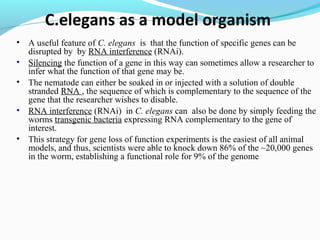 c elegans genome, life cycle and model organism | PPT