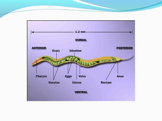 c elegans genome, life cycle and model organism | PPT