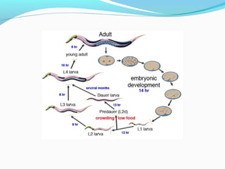 c elegans genome, life cycle and model organism | PPT
