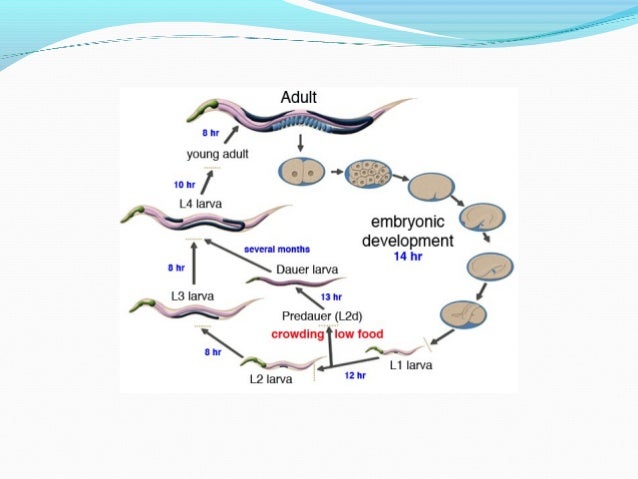 c elegans genome, life cycle and model organism