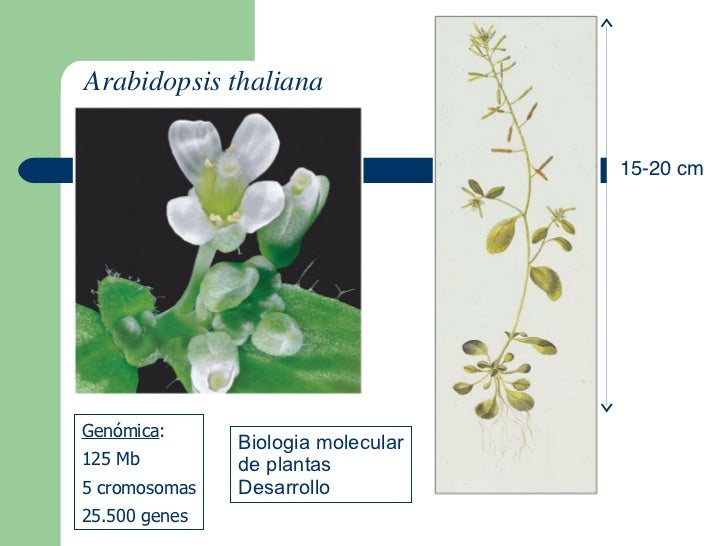 Numero De Cromosomas De La Arabidopsis Thaliana