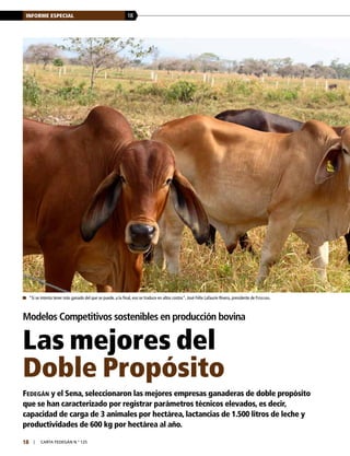 18INFORME ESPECIAL
18 | carta fedegÁn N.° 125
Modelos Competitivos sostenibles en producción bovina
Las mejores del
Doble Propósito
	 “Si se intenta tener más ganado del que se puede, a la final, eso se traduce en altos costos”, José Félix Lafaurie Rivera, presidente de Fedegán.
Fedegán y el Sena, seleccionaron las mejores empresas ganaderas de doble propósito
que se han caracterizado por registrar parámetros técnicos elevados, es decir,
capacidad de carga de 3 animales por hectárea, lactancias de 1.500 litros de leche y
productividades de 600 kg por hectárea al año.
 
