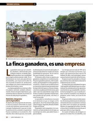 20INFORME ESPECIAL
20 | carta fedegÁn N.° 125
L
a ganadería tiene que ser concebi-
da, diseñada y administrada como
cualquierempresa,endondeeldes-
empeño garantice una rentabilidad
que la haga económicamente viable. No es
fácil alcanzar ese nivel, pero para fortuna
de Colombia, con el paso de los años ha
ido creciendo el número de productores
que trabajan con criterio empresarial en la
producción de leche o carne.
Laempresaganaderaseconstruyesobre
tres pilares: nutrición, sanidad y adminis-
tración, factores de gran importancia, que
mantienendirectarelaciónconeléxitooel
fracaso de todo proyecto ganadero.
Nutrición, integrarse
con la Agricultura
El objetivo de todo programa de nutrición,
es buscar la mayor conversión en carne
o leche del alimento suministrado. Un
concepto fundamental es que por sí sola,
la genética de los animales no garantiza
buenos resultados en lo productivo. Por
másalta,finaoselectaquesea,sinorecibe
laalimentaciónylanutriciónadecuadas,el
potencial del animal no tendrá una buena
posibilidad de expresarse. No en vano se
dice que el animal, es lo que come.
El elemento sobre el que se soporta una
ganadería competitiva es la alimentación.
Nopocosganaderospiensan,infortunada-
mente,quelaganaderíaesecharganadoen
un potrero, cuando lo que se debería hacer
esconcentraresfuerzosquepermitantener
lamejorofertaforrajeray,almismotiempo,
concretarunaplaneacióndelamisma,para
saber cuál es la capacidad de carga real de
lafinca.Cuandounganaderointentatener
más ganado del que puede, a la final, el
costo es muy alto.
La ganadería colombiana avanzará
en el momento en que se integre con la
agricultura. Así lo han demostrado países
comoUruguay,Argentina,BrasilyEstados
Unidos (en Texas).
El ganadero será competitivo si se con-
vierte en un buen productor de forrajes, ya
sea forrajes de cortes, para darlo fresco, o
para ensilarlo.
Los forrajes proveen más de 90% de la
energía que consumen los bovinos. Los
pastos, que aparecieron hace más de 70
millones de años, son la principal y menos
costosa fuente de nutrición de los bovinos.
El pastoreo por los animales es el factor
que en forma más acelerada ha inducido la
evolución de este recurso.
Esimportantequetodaplantaforrajera
-todaaquellacultivadaparaqueseaconsu-
midaporlosanimalesprovealassiguientes
características:queseapalatable,nutritiva,
de fácil propagación y que se pueda pro-
ducir en forma económica con relación al
producto, carne o leche, en el caso de los
bovinos.
Engeneral,debeevitarseelsobrepasto-
reo.Elsistemapredominantedealimenta-
ción de los bovinos es el pastoreo continuo
que debe tener un número de animales
inferior a la capacidad de la finca. Con ello
sebuscahacerrealidadlapremisadequeel
pasto que sobra es el que engorda.
En cuanto al balance de nitrógeno en
pasturas de clima frío en Colombia, una
	El elemento sobre el que se soporta una ganadería competitiva es la alimentación.
Lafincaganadera,esunaempresa
 