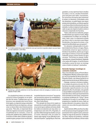 26INFORME ESPECIAL
26 | carta fedegÁn N.° 125
Los propietarios tratan con esmero de
convertir la finca Camagüey en un ejem-
plo fácil de imitar. Trabajan para que sus
procesos sean ejemplo para otras fincas
delaregión,enespecial,porqueentienden
quetodaslasfincassonempresas,soloque
unas se desarrollan más dinámicamente
que otras. “Para ello, es importante llevar
todos los registros necesarios en genética,
trazabilidad de los animales, costos de
producción,palabrasmás,palabrasmenos,
enlafincasedebesabercuándosepierdey
cuándosegana,porquesiestonoestáclaro,
nopodránhacersecorrectivos”necesarios
que permitirán mejorar la rentabilidad y
competitividaddelosprediosoexplotacio-
nes, dice Carlos Reyes.
“Por ejemplo las fincas de la región se
encuentranensuelosácidosypobres,están
enunsectorqueessabanayserranía,donde
los índices de aluminio son muy altos. La
temperatura está entre 29 y 30 grados, lo
quehacedifícilmanejarlosmediosconque
se cuenta. Adicional a ello, los suelos no
tienen capa vegetal, lo que dificulta la pro-
duccióndepastos”,agregaReyes.Paraeste
ganadero, es muy oportuno hacer estudios
de suelos y a la vez, estudios bromatoló-
gicos del pasto para saber, exactamente,
los correctivos necesarios para minimizar
la acidez y el aluminio. Controlados estos
dos elementos, se podrá lograr una mayor
produccióndepraderas,unrebrotesuperior
y una buena dieta de alimentación para los
animales.Laideaesmejorarelsuelo,porque
cadavezqueunomejoraelsueloescomosi
estuvieracomprandootrahectárea.
“Claro,todoestonoessuficiente,porque
lasdificultadesqueregistraelsuelo,obliga
a complementar el trabajo con ensilaje de
maíz, caña o soya. La experiencia enseña
que hacer silos es necesario para llegar
fortalecidos a las épocas de verano, y así,
superar las dificultades que esto genera”.
Un elemento indispensable en la pro-
ductividad de las fincas es el agua. Reyes,
recomienda conservar agua en pozos y
fortalecer las praderas, puesto que el agua
parariegoescostosoyavecesnoesposible
realizarlo aunque existan fuentes de agua
cercanas. “En la finca se maneja, funda-
mentalmente,elpastobrachiaria,adaptado
a los suelos de la región, el cual da buenos
resultados a pesar de tener un enemigo
como: el mión o el salivazo”, puntualiza.
Hacienda Cipango: tecnología en
constante evolución
Hacecincodécadasnació,enPuertoBoya-
cá(MagdalenaMedio),laHaciendaCipan-
go, hoy de propiedad de Rossi Quevedo y
Eduardo Gaitán, este último heredó de su
padreestastierrasdemásde300hectáreas.
Cipango, comenzó a formarse median-
te la compra de potreros de entre 10 y 30
hectáreas,lascualessumadasaotras,eran
destinadas específicamente a la cría de
ganado de ceba. En principio, este ganado
se desarrollaba tranquilamente en las pas-
turas de la finca, hasta que la permanencia
delosanimalesenestaszonas,comenzaron
a ocasionar problemas de “calvas” (áreas
acabadas) en el suelo, lo cual obligó a sus
propietarios a repoblar de nuevo, darle un
manejo diferente a los pastos y hacer divi-
siones con cerca eléctrica para disminuir
los costos.
Apartirdelaño2000,estafincafueobje-
todeesteprocesoalqueleagregaronelme-
joramiento de los registros para comenzar
a bajar la carga de las pasturas. El objetivo
era claro, mejorar las praderas, controlar
adecuadamentelasmalezasydrenartodos
	 “En el doble propósito hay una gran variedad de cruces que le permiten al ganadero adaptar razas para lograr
una mejor explotación”, Carlos Reyes.
	El ganado gyr y girolando, predominan en esta finca, dado que la misión de Camagüey, es mantener una raza
adaptada al trópico cálido.
 