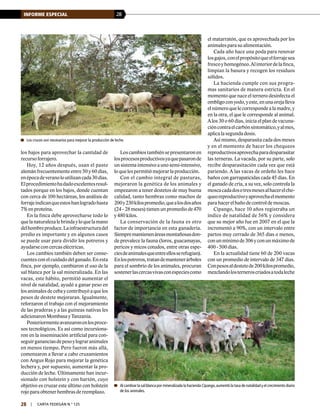 28INFORME ESPECIAL
28 | carta fedegÁn N.° 125
los bajos para aprovechar la cantidad de
recurso forrajero.
Hoy, 12 años después, usan el pasto
alemán frecuentemente entre 50 y 60 días,
enépocadeveranoloutilizancada30días.
Elprocedimientohadadoexcelentesresul-
tados porque en los bajos, donde cuentan
con cerca de 100 hectáreas, los análisis de
forrajeindicanqueestoshanlogradohasta
7% en proteína.
En la finca debe aprovecharse todo lo
quelanaturalezalebrindayloquelamano
delhombreproduce.Lainfraestructuradel
predio es importante y en algunos casos
se puede usar para dividir los potreros y
ayudarse con cercas eléctricas.
Los cambios también deben ser conse-
cuentes con el cuidado del ganado. En esta
finca, por ejemplo, cambiaron el uso de la
sal blanca por la sal mineralizada. En las
vacas, este hábito, permitió aumentar el
nivel de natalidad, ayudó a ganar peso en
los animales de ceba y contribuyó a que los
pesos de destete mejoraran. Igualmente,
reforzaron el trabajo con el mejoramiento
de las praderas y a las guineas nativas les
adicionaron Mombasa y Tanzania.
Posteriormenteavanzaronenlosproce-
sos tecnológicos. Es así como incursiona-
ron en la inseminación artificial para con-
seguirgananciasdepesoylograranimales
en menos tiempo. Pero fueron más allá,
comenzaron a llevar a cabo cruzamientos
con Angus Rojo para mejorar la genética
lechera y, por supuesto, aumentar la pro-
ducción de leche. Últimamente han incur-
sionado con holstein y con hartón, cuyo
objetivo es cruzar este último con holstein
rojo para obtener hembras de reemplazo.
Loscambiostambiénsepresentaronen
losprocesosproductivosyaquepasaronde
un sistema intensivo a uno semi-intensivo,
lo que les permitió mejorar la producción.
Con el cambio integral de pasturas,
mejoraron la genética de los animales y
empezaron a tener destetos de muy buena
calidad, tanto hembras como machos de
200y230kilospromedio,quealosdosaños
(24 - 28 meses) tienen un promedio de 470
y 480 kilos.
La conservación de la fauna es otro
factor de importancia en esta ganadería.
Siempremantienenáreasmontañosasdon-
de prevalece la fauna (loros, guacamayas,
pericos y micos cotudos, entre otras espe-
ciesdeanimalesqueentreellosserefugian).
Enlospotreros,tratandemantenerárboles
para el sombrío de los animales, procuran
sostenerlascercasvivasconespeciescomo
el matarratón, que es aprovechada por los
animales para su alimentación.
Cada año hace una poda para renovar
losgajos,conelpropósitoqueelforrajesea
frescoyhomogéneo.Alinteriordelafinca,
limpian la basura y recogen los residuos
sólidos.
La hacienda cumple con sus progra-
mas sanitarios de manera estricta. En el
momento que nace el ternero desinfecta el
ombligoconyodo,yeste,enunaorejalleva
el número que le corresponde a la madre, y
en la otra, el que le corresponde al animal.
A los 30 o 60 días, inicia el plan de vacuna-
cióncontraelcarbónsintomático,yalmes,
aplica la segunda dosis.
Así mismo, desparasita cada dos meses
y en el momento de hacer los chequeos
reproductivosaprovechaparadesparasitar
las terneras. La vacada, por su parte, solo
recibe desparasitación cada vez que está
pariendo. A las vacas de ordeño les hace
baños con garrapaticidas cada 45 días. En
el ganado de cría, a su vez, solo controla la
moscacadadosotresmesesalhacerelche-
queoreproductivoyaprovechaelmomento
para hacer el baño de control de moscas.
Cipango, hace 10 años registraba un
índice de natalidad de 56% y considera
que su mejor año fue en 2007 en el que la
incrementó a 90%, con un intervalo entre
partos muy cerrado de 365 días o menos,
conunmínimode306yconunmáximode
400 - 500 días.
En la actualidad tiene 60 de 200 vacas
con un promedio de intervalo de 347 días.
Conpesosaldestetede200kilospromedio,
mezclandolosterneroscriadosatodaleche
	Los cruces son necesarios para mejorar la producción de leche.
	Al cambiar la sal blanca por mineralizada la hacienda Cipango,aumentó la tasa de natalidad y el crecimiento diario
de los animales.
 