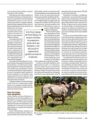 29|	 FEDERACIÓN COLOMBIANA DE GANADEROS
INFORME ESPECIAL
y los que han sido de ordeño, con picos
máximos de 270 a 140 días.
Esdedestacarunarecientenovedad,yes
lainclusióndelsoftwarealaproducción,lo
cual se ha constituido en una herramienta
fundamental, porque con este, hace in-
ventarios por potrero y categoría, además,
puedevalorizarcualquierprocesoobienen
fechasfundamentalescomoeselinicioyel
final de año, a la vez que
le proporciona oportu-
namentecuántolecuesta
producir un ternero o le
indica en qué momento
elaborar el destete.
Los propietarios de la
finca son miembros de
Asoregan, un brazo dere-
cho del Comité de Gana-
deros de Puerto Boyacá,
en donde tienen capaci-
tación, integración con
otrosganaderosdelazona
yrecibenlosbeneficiosde
las subastas que realiza
esta organización para
comercializarelganado.
EnestafincadePuertoBoyacá,nocom-
prananimales,lospropietariospartendelo
que heredaron, y con ello, buscan el mejo-
ramientogenéticoconbaseenlaselección.
Esto significa que un ganadero común y
corriente puede llegar al mejoramiento y
al éxito en la productividad y también en
la parte económica, en la medida en que
tenga persistencia en sus registros, en la
información y su análisis periódico y en la
toma de acciones al respecto.
Cualquierganaderocomúnpuedellegar
a tener éxito si se compromete consigo
mismo, si se consagra a manejar adecua-
damentelainformaciónysilograteneruna
oportuna asesoría técnica.
Finca San Carlos:
razas apropiadas
¿Cómo cambiar una finca dedicada a la
agricultura a ser una finca ganadera en su
totalidad? La respuesta la tiene Gustavo
Gnecco, quien en 1978 compró un predio
dedicadoalaproduccióndeajonjolí,ymuy
rápidamente, lo convirtió en un predio
especializado en la producción de ganado
doble propósito.
Fueron 180 hectáreas, ubicadas en el
municipio de Codazzi (Cesar), donde co-
menzó la historia de la Finca San Carlos.
Allí no había un árbol, era una tierra total-
mentedespejada,perounañodespuéstodo
cambió, ya que fue reforestada especial-
mente para ganadería de doble propósito.
La finca tiene hoy 585 hectáreas, casi
en su totalidad tupida de praderas por que
el suelo allí es arcilloso. El 70% de la tierra
tiene kikuyuna, conocida también como
colosuana, y el 30% restante, cuenta con
guinea, estrella, africana,
angleton y braquipara.
Prácticamente la finca
esta empradizada. Tiene
poca resiembra y el mejo-
ramiento de praderas lo
haceatravésdeprogramas
derotaciónpuesenlosúlti-
mos cuatro años ha adop-
tadoelsistemadePastoreó
RacionalVoisin(PRV).Es
unprogramaquearrojaex-
celentesresultadosporque
consolida rápidamente los
potreros, sin necesidad de
usar fertilizantes. Tal vez,
el único abono que usa es
el natural, el cual obtiene
delosresiduosquerecogeenloscorrales.
La finca se encuentra dividida en unos
400 potreros de entre 1 a 1.5 hectáreas,
cada uno. Dentro de esa área pastorean
cercade50vacasparidasalasquevamane-
jando por franjas. Son potreros que tienen
unaconformacióngeométricarectangular
de tal forma, que regularmente tiene 50
metrosdeanchopormásomenos150,200
y/o 250 metros de fondo.
El ganado va comiendo y a medida que
va comiendo va avanzando hasta que copa
toda la franja, después pasa a otra franja.
Esafranja,tieneunperiododedescansoen
época de buena lluvia más o menos de 28 a
30 días. En época seca de verano intenso
se va hasta 80 días. Así, prácticamente los
pastos no se acaban, no se deterioran, en
cambioserecuperanfácilmenteyamedida
que avanza el tiempo aumenta la cantidad
de pasto.
Lo cierto es que mientras llueve existe
oferta de pastos para el ganado, pero du-
rante esa misma época de lluvia tiene unas
áreas determinadas para sembrar maíz y
otras para hacer heno. Allí, hay potreros
conangletonparahenificar.Adicionalmen-
te,paraelsilodemaíz,dedicaunáreade10
hectáreas, las cuales arrojan tres cosechas
máximo por año, debido a la falta de riego.
En invierno no usa ninguna suplemen-
tación adicional. Única y exclusivamente
utilizasiloyhenoqueseproduceenlafinca.
La explotación de la finca la inició con
ganadosietecolores,peroalrealizarcruces
con tauros o indicus, se percataron que no
avanzaban en productividad. Tenían mu-
chos problemas de enfermedades, costos
elevados en medicamentos, el índice de
mortalidad era bastante alto, sobre todo
en terneros, los pesos al destete bajos,
las vacas no resistían los veranos fuertes,
especialmente las de más de media sangre
En la finca Cipango
de Puerto Boyacá, no
compran animales,
los propietarios
parten de lo que
heredaron, y con
ello, buscan el
mejoramiento
genético con base en
la selección.
	San Carlos, era una finca agrícola y se convirtió en ganadera. Su visión es modernizarse y ser cada vez, más
competitiva.
 