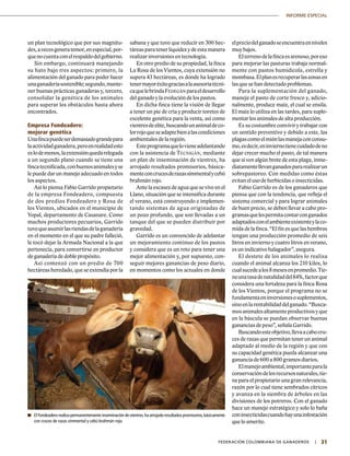 31|	 FEDERACIÓN COLOMBIANA DE GANADEROS
INFORME ESPECIAL
un plan tecnológico que por sus magnitu-
des,avecesgeneratemor,enespecial,por-
quenocuentaconelrespaldodelgobierno.
Sin embargo, continuará manejando
su hato bajo tres aspectos: primero, la
alimentación del ganado para poder hacer
unaganaderíasostenible;segundo,mante-
ner buenas prácticas ganaderas y, tercero,
consolidar la genética de los animales
para superar los obstáculos hasta ahora
encontrados.
Empresa Fondeadero:
mejorar genética
Unafincapuedeserdemasiadograndepara
laactividadganadera,peroenrealidadesto
eslodemenos,laextensiónquedarelegada
a un segundo plano cuando se tiene una
fincatecnificada,conbuenosanimalesyse
le puede dar un manejo adecuado en todos
los aspectos.
Así lo piensa Fabio Garrido propietario
de la empresa Fondeadero, compuesta
de dos predios Fondeadero y Rosa de
los Vientos, ubicados en el municipio de
Yopal, departamento de Casanare. Como
muchos productores pecuarios, Garrido
tuvoqueasumirlasriendasdelaganadería
en el momento en el que su padre falleció,
le tocó dejar la Armada Nacional a la que
pertenecía, para convertirse en productor
de ganadería de doble propósito.
Así comenzó con un predio de 700
hectáreas heredado, que se extendía por la
sabana y que tuvo que reducir en 300 hec-
táreas para tener liquidez y de esta manera
realizar inversiones en tecnología.
En otro predio de su propiedad, la finca
La Rosa de los Vientos, cuya extensión no
supera 43 hectáreas, es donde ha logrado
tenermayoréxitograciasalaasesoríatécni-
caquelebrindaFedegán paraeldesarrollo
del ganado y la evolución de los pastos.
En dicha finca tiene la visión de llegar
a tener un pie de cría y producir toretes de
excelente genética para la venta, así como
vientresdeelite,buscandounanimaldeco-
lorrojoqueseadaptebienalascondiciones
ambientales de la región.
Esteprogramaquelovieneadelantando
con la asistencia de Tecnigán, mediante
un plan de inseminación de vientres, ha
arrojado resultados promisorios, básica-
menteconcrucesderazassimmentalycebú
brahmán rojo.
Ante la escasez de agua que se vive en el
Llano, situación que se intensifica durante
el verano, está construyendo e implemen-
tando sistemas de agua originadas de
un pozo profundo, que son llevadas a un
tanque del que se pueden distribuir por
gravedad.
Garrido es un convencido de adelantar
un mejoramiento continuo de los pastos
y considera que es un reto para tener una
mejor alimentación y, por supuesto, con-
seguir mejores ganancias de peso diario,
en momentos como los actuales en donde
	El Fondeadero realiza permanentemente inseminación de vientres,ha arrojado resultados promisorios,básicamente
con cruces de razas simmental y cebú brahmán rojo.
elpreciodelganadoseencuentraenniveles
muy bajos.
Elterrenodelafincaesarenoso,poreso
para mejorar las pasturas trabaja normal-
mente con pastos humidicola, estrella y
mombasa.Elplanesrecuperarlaszonasen
las que se han detectado problemas.
Para la suplementación del ganado,
maneja el pasto de corte fresco y, adicio-
nalmente, produce maíz, el cual se ensila.
El maíz lo utiliza en las tardes, para suple-
mentar los animales de alta producción.
Es su costumbre convivir y trabajar con
un sentido preventivo y debido a este, las
plagascomoelmiónlasmanejaconconsu-
mo,esdecir,eninviernotienecuidadodeno
dejar crecer mucho el pasto, de tal manera
que sí ven algún brote de esta plaga, inme-
diatamentellevanganadospararealizarun
sobrepastoreo. Con medidas como éstas
evitan el uso de herbicidas o insecticidas.
Fabio Garrido es de los ganaderos que
piensa que con la tendencia, que refleja el
sistema comercial y para lograr animales
de buen precio, se deben llevar a cabo pro-
gramasquelespermitacontarconganados
adaptadosconelambienteexistenteylaco-
mida de la finca. “El fin es que las hembras
tengan una producción promedio de seis
litros en invierno y cuatro litros en verano,
es un indicativo halagador”, asegura.
El destete de los animales lo realiza
cuando el animal alcanza los 210 kilos, lo
cualsucedealos8mesesenpromedio.Tie-
neunatasadenatalidaddel84%,factorque
considera una fortaleza para la finca Rosa
de los Vientos, porque el programa no se
fundamentaeninversionesosuplementos,
sinoenlarentabilidaddelganado.“Busca-
mosanimalesaltamenteproductivosyque
en la báscula se puedan observar buenas
ganancias de peso”, señala Garrido.
Buscandoesteobjetivo,llevaacabocru-
ces de razas que permitan tener un animal
adaptado al medio de la región y que con
su capacidad genética pueda alcanzar una
ganancia de 600 a 800 gramos diarios.
Elmanejoambiental,importanteparala
conservacióndelosrecursosnaturales,tie-
ne para el propietario una gran relevancia,
razón por lo cual tiene sembrados cítricos
y avanza en la siembra de árboles en las
divisiones de los potreros. Con el ganado
hace un manejo estratégico y solo lo baña
coninsecticidascuandohayunainfestación
que lo amerite.
 