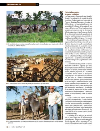 32INFORME ESPECIAL
32 | carta fedegÁn N.° 125
Finca La Esperanza:
procesos rentables
LaEsperanzaeselnombredeunafincade-
dicada a la explotación de ganado de doble
propósito. Está ubicada en el municipio de
Fonseca (Guajira). Tiene una extensión de
8.5hectáreasyenlaactualidadcuentacon
un total de 83 cabezas, de las cuales 43 son
vacas y 40 terneros. Tiene implementado
un plan para incrementar la siembra de
árbolesleguminosostipoleucaena,dentro
de un sistema silvopastoril, que además de
mejorar la alimentación, le permitirá si-
multáneamentefijarnitrógenoalossuelos.
Dentro de esta finca se destacan dos
aspectos fundamentales: uno es la gran
división de potreros que le permite hacer
rotaciones de un día de ocupación por 27
díasdedescanso,enpasturasdemombasa
con crytalia argentea y con leucaena leu-
cocephala. Las divisiones de los potreros
están hechas en cerca eléctrica, y cuenta
con un callejón central que permite llegar
rápidamente a los potreros, facilitando la
movilidaddelganadoylaproteccióndelas
praderas.
La alimentación del ganado se realiza
mediante un método especial que le ha
dadomuybuenosresultados.Enlamañana
después del ordeño, las vacas son llevadas
a unos potreros pequeños, de 525 metros
cuadrados donde comen su desayuno,
luego pasan a una denominada zona so-
cial, por cerca de 5 horas, a consumir sal
mineralizada, a tomar agua y en donde les
da un silo de yuca. En las horas de la tarde
pasaalconsumofinalenpotrerosde1.200
metros.EstoseconocecomoBiomaquina,
que es una zona donde aloja a los bovinos
en las horas de mayor calor del día, con los
mencionadosalimentosyagua,yposterior-
mente,enhorasdemenorcalor,lospasaal
pastoreo.
La finca cuenta con pastos tanzania,
marafalfaverdeymorada.Enlaactualidad
realizan resiembras directas con pasto
estrella, sustituyendo las variedades de
guinea, que crean macolla y generan mu-
chos calvos, buscando tener la cantidad
adecuada de forraje para alimentar la alta
capacidad de carga con que cuenta actual-
mente este predio.
La rotación de los potreros no es conti-
nua ya que al hacer uso de la biomáquina
puede escoger el potrero que tenga mejor
forraje. Y es que la finca cuenta con 37 po-
treros en donde amanece el ganado para el
	La gran división de potreros le permite a la finca La Esperanza de Fonseca (Guajira),hacer rotaciones de un día de
ocupación por 27 días de descanso.
	La Esperanza tiene muchas mezclas de ganado pero predomina el tipo siete colores.
	La Esperanza busca darle una mayor rusticidad a la vacada con un toro de la raza guzerát,que es un cebú de doble
propósito.
 
