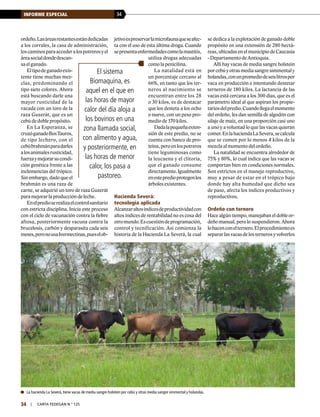 34INFORME ESPECIAL
34 | carta fedegÁn N.° 125
ordeño.Lasáreasrestantesestándedicadas
a los corrales, la casa de administración,
loscaminosparaaccederalospotrerosyel
áreasocialdondedescan-
sa el ganado.
Eltipodeganadoexis-
tente tiene muchas mez-
clas, predominando el
tipo siete colores. Ahora
está buscando darle una
mayor rusticidad de la
vacada con un toro de la
raza Guzerát, que es un
cebú de doble propósito.
En La Esperanza, se
cruzóganadoBosTauros,
de tipo lechero, con el
cebúbrahmánparadarles
alosanimalesrusticidad,
fuerzaymejorarsucondi-
ción genética frente a las
inclemencias del trópico.
Sin embargo, dado que el
brahmán es una raza de
carne, se adquirió un toro de raza Guzerát
para mejorar la producción de leche.
Enelpredioserealizaelcontrolsanitario
con estricta disciplina. Inicia este proceso
con el ciclo de vacunación contra la fiebre
aftosa, posteriormente vacuna contra la
brucelosis, carbón y desparasita cada seis
meses,peronousaIvermectinas,pueselob-
jetivoespreservarlamicrofaunaqueseafec-
ta con el uso de esta última droga. Cuando
sepresentaenfermedadescomolamastitis,
utiliza drogas adecuadas
comolapenicilina.
La natalidad está en
un porcentaje cercano al
66%, en tanto que los ter-
neros al nacimiento se
encuentran entre los 28
o 30 kilos, es de destacar
que los desteta a los ocho
o nueve, con un peso pro-
medio de 170 kilos.
Dadalapequeñaexten-
sión de este predio, no se
cuenta con banco de pro-
teína,peroenlospotreros
tiene leguminosas como
la leucaena y el clitoria,
que el ganado consume
directamente.Igualmente
enestepredioprotegenlos
árboles existentes.
Hacienda Severá:
tecnología aplicada
Alcanzaraltosíndicesdeproductividadcon
altos índices de rentabilidad no es cosa del
otromundo.Escuestióndeprogramación,
control y tecnificación. Así comienza la
historia de la Hacienda La Severá, la cual
se dedica a la explotación de ganado doble
propósito en una extensión de 280 hectá-
reas, ubicadas en el municipio de Caucasia
- Departamento de Antioquia.
Allí hay vacas de media sangre holstein
porcebúyotrasmediasangresimmentaly
holandas,conunpromediodeseislitrospor
vaca en producción e intentando destetar
terneros de 180 kilos. La lactancia de las
vacas está cercana a los 300 días, que es el
parámetro ideal al que aspiran los propie-
tariosdelpredio.Cuandollegaelmomento
del ordeño, les dan semilla de algodón con
silaje de maíz, en una proporción casi uno
a uno y a voluntad lo que las vacas quieran
comer.EnlahaciendaLaSevera,secalcula
que se comen por lo menos 4 kilos de la
mezcla al momento del ordeño.
La natalidad se encuentra alrededor de
75% y 80%, lo cual indica que las vacas se
comportan bien en condiciones normales.
Son estrictos en el manejo reproductivo,
muy a pesar de estar en el trópico bajo
donde hay alta humedad que dicho sea
de paso, afecta los índices productivos y
reproductivos.
Ordeño con ternero
Hace algún tiempo, manejaban el doble or-
deño manual, pero lo suspendieron. Ahora
lohacenconelternero.Elprocedimientoes
separarlasvacasdelosternerosyvolverlos
El sistema
Biomaquina, es
aquel en el que en
las horas de mayor
calor del día aloja a
los bovinos en una
zona llamada social,
con alimento y agua,
y posteriormente, en
las horas de menor
calor, los pasa a
pastoreo.
	La hacienda La Severá, tiene vacas de media sangre holstein por cebú y otras media sangre simmental y holandas.
 
