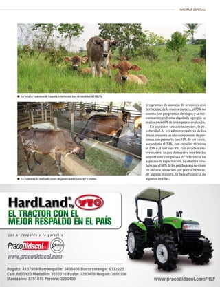 37|	 FEDERACIÓN COLOMBIANA DE GANADEROS
INFORME ESPECIAL
	La finca La Esperanza de Caquetá, ostenta una tasa de natalidad del 88.2%.
	La Esperanza ha realizado cruces de ganado pardo suizo, gyr y criollos.
programas de manejo de arvenses con
herbicidas; de la misma manera, el 73% no
cuenta con programas de riego; y la me-
canización en forma alquilada o propia se
realizaenel60%delasempresasevaluadas.
En aspectos socioeconómicos, la es-
colaridad de los administradores de las
fincaspresentaunaltocomponentedeper-
sonas con primaria con 51% de los casos,
secundaria el 30%, con estudios técnicos
el 10% y el restante 9%, con estudios uni-
versitarios, lo que demuestra una brecha
importante con países de referencia en
aspectosdecapacitación.Seobservatam-
biénqueel86%delosproductoresnoviven
en la finca, situación que podría explicar,
de alguna manera, la baja eficiencia de
algunas de ellas.
 