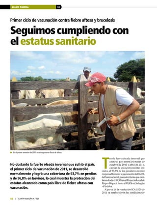 SALUD ANIMAL 48
48 | carta fedegÁn N.° 125
No obstante la fuerte oleada invernal que sufrió el país,
el primer ciclo de vacunación de 2011, se desarrolló
normalmente y logró una cobertura de 93,7% en predios
y de 96,8% en bovinos, lo cual muestra la protección del
estatus alcanzado como país libre de fiebre aftosa con
vacunación.
Primer ciclo de vacunación contra fiebre aftosa y brucelosis
Seguimoscumpliendocon
elestatussanitario
T
ras la fuerte oleada invernal que
azotó al país entre los meses de
octubre de 2010 y abril de 2011,
a pesar de los inconvenientes ini-
ciales, el 93,7% de los ganaderos realizó
responsablementelavacunacióndel96,8%
delhatonacional,concoberturasqueosci-
larondesdeel89,9%enelProyectoLocalde
Paipa-Boyacá,hastael99,8%enSahagún
- Córdoba.
A partir de la resolución ICA 1820 de
2011 se establecieron las condiciones y
	 En el primer semestre de 2011 no se registraron focos de aftosa.
 