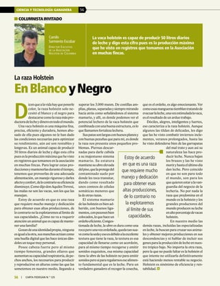 CIENCIA Y TECNOLOGÍA GANADERA 56
56 | carta fedegÁn N.° 125
Camilo
Sarmiento Escobar
Director Ejecutivo
de la Asociación
Holstein de Colombia
La vaca holstein es capaz de producir 50 litros diarios
de leche y digo esta cifra pues es la producción máxima
que he visto en registros que tomamos en la Asociación
en muchas fincas.
COLUMNISTAINVITADO
D
icenquealavidahayqueponerle
color, la raza holstein solo ne-
cesitó el blanco y el negro para
destacarsecomolarazamáspro-
ductoradelecheydineroentodoelmundo.
Una vaca holstein es una máquina fina,
precisa, eficiente y duradera, hemos abu-
sado de ella pues algunos no le han dado
las condiciones necesarias para optimizar
su rendimiento, aún así son rentables y
longevas. Es un animal capaz de producir
50 litros diarios de leche y digo esta cifra
pueseslaproducciónmáximaquehevisto
en registros que tomamos en la asociación
en muchas fincas. Para lograr estas pro-
duccionesymantenerlasduranteeltiempo,
tenemos que proveerlas de una adecuada
alimentación, un manejo riguroso y darles
afectoyconfort,delocontrariosueficiencia
disminuye.ComodijodonAquilesTrevesi,
las malas no son las vacas, son los que las
manejan.
Estoy de acuerdo en que es una raza
que requiere mucho manejo y dedicación
para obtener esas altas producciones, de
locontrarionolaexplotaremosallímitede
sus capacidades. ¿Cómo no va a requerir
atenciónunanimalqueescapazdemante-
ner una familia?
Gozandeunaidentidadpropia,ninguna
esigualalaotra,susmanchasactúancomo
una huella digital que las hace únicas dán-
doles un toque muy personal.
Posee cabeza fuerte pero al mismo
tiempo femenina, grandes ollares que
aumentansucapacidadrespiratoria,depe-
chos anchos, los necesarios para producir
y reproducirse en alturas como las que las
sometemos en nuestro medio, llegando a
superar los 3.000 msnm. De costillas am-
plias,planas,separadasysiempremirando
hacia atrás como señalándonos el sistema
mamario, y allí, es donde podemos ver el
potencial lechero de la vaca holstein que
combinadaconunabuenaestructura,eslo
que llamamos fortaleza lechera.
Suspatassonlargasconhuesosplanosy
con buenas pezuñas que para mí, es donde
la raza nos presenta unos pequeños pro-
blemas. Piernas descar-
nadas para darle cabida
a su majestuoso sistema
mamario. Su estatura
mantienesuubreelevada
delpiso,quelaprotegedel
contaminado suelo por
donde les toca transitar,
dando como resultado
unos conteos de células
somáticas menores que
la de otras razas.
El sistema mamario
de las holstein es bien ad-
herido, con buenos liga-
mentos,conpezonesbien
colocados,loquehaceun
ordeñoeficiente.Conges-
tionada de leche, la ubre es dura como una
rocaperounavezordeñada,quedatansua-
vecomolasedayesoesdebidoalaexcelente
textura que tiene la raza, la textura es esa
capacidad de llenarse como un acordeón,
para al mismo tiempo recogerse y emitir
sonidos exquisitos, esa misma capacidad
tiene la ubre de las holstein no para emitir
sonidosperosipararegalarnosesealimen-
to fundamental que es la leche. Para un
verdadero ganadero el recoger la cosecha,
que es el ordeño, es algo emocionante. Ver
comoesasmanguerastiemblantratandode
evacuarlaleche,unavezestimuladalavaca,
es el resultado de un arduo trabajo.
Dóciles, alegres, inteligentes y fuertes,
eso caracteriza a la raza holstein. Aunque
algunos las tildan de delicadas, les digo
que las he visto combatir inviernos incle-
mentes, veranos prolongados, hasta las
he visto defenderse bien de las garrapatas
del mal trato y aun así su
naturaleza las hace pro-
ducir leche. Nunca bajan
los brazos y las he visto
moriryhastaelúltimodía
dan leche. Pero coincido
en que no son para todo
el mundo, son para los
quequierenestaralavan-
guardia del negocio de la
lechería. No por nada la
raza que predomina en el
mundo es la holstein y los
grandes productores del
mundo producen su leche
enaltoporcentajedevacas
holstein.
En nuestro medio las
demás razas, incluidas las especializadas
en leche, la buscan para cruzar sus anima-
les y obtener mejores producciones en sus
descendencias y ni hablar de incluir sus
genesparalaproduccióndelecheennues-
tro trópico bajo. No importa la otra raza,
pero la que no puede faltar es la holstein el
que intente no utilizarla definitivamente
está haciendo menos rentable su negocio.
Holstein es sinónimo de eficiencia y ren-
tabilidad.
La raza Holstein
EnBlancoyNegro
Estoy de acuerdo
en que es una raza
que requiere mucho
manejo y dedicación
para obtener esas
altas producciones,
de lo contrario no
la explotaremos
al límite de sus
capacidades.
 