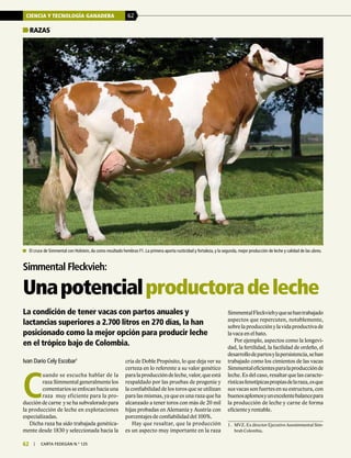 CIENCIA Y TECNOLOGÍA GANADERA 62
62 | carta fedegÁn N.° 125
La condición de tener vacas con partos anuales y
lactancias superiores a 2.700 litros en 270 días, la han
posicionado como la mejor opción para producir leche
en el trópico bajo de Colombia.
SimmentalFleckviehyquesehantrabajado
aspectos que repercuten, notablemente,
sobrelaproducciónylavidaproductivade
la vaca en el hato.
Por ejemplo, aspectos como la longevi-
dad, la fertilidad, la facilidad de ordeño, el
desarrollodepartosylapersistencia,sehan
trabajado como los cimientos de las vacas
Simmentaleficientesparalaproducciónde
leche. Es del caso, resaltar que las caracte-
rísticasfenotípicaspropiasdelaraza,esque
sus vacas son fuertes en su estructura, con
buenosaplomosyunexcelentebalancepara
la producción de leche y carne de forma
eficiente y rentable.
Razas
Simmental Fleckvieh:
Unapotencialproductoradeleche
Ivan Dario Cely Escobar1
C
uando se escucha hablar de la
raza Simmental generalmente los
comentariosseenfocanhaciauna
raza muy eficiente para la pro-
ducción de carne y se ha subvalorado para
la producción de leche en explotaciones
especializadas.
Dicha raza ha sido trabajada genética-
mente desde 1830 y seleccionada hacia la
cría de Doble Propósito, lo que deja ver su
certeza en lo referente a su valor genético
paralaproduccióndeleche,valor,queestá
respaldado por las pruebas de progenie y
la confiabilidad de los toros que se utilizan
para las mismas, ya que es una raza que ha
alcanzado a tener toros con más de 20 mil
hijas probadas en Alemania y Austria con
porcentajes de confiabilidad del 100%.
Hay que resaltar, que la producción
es un aspecto muy importante en la raza
	 El cruce de Simmental con Holstein, da como resultado hembras F1. La primera aporta rusticidad y fortaleza, y la segunda, mejor producción de leche y calidad de las ubres.
1 .	 MVZ. Ex director Ejecutivo Asosimmental Sim-
brah Colombia.
 