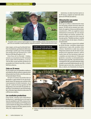 CIENCIA Y TECNOLOGÍA GANADERA 68
68 | carta fedegÁn N.° 125
rojo y negro, con los que ha obtenido hem-
bras bramalandoygirolandodediferentes
porcentajes raciales que le han permitido
una producción por lactancia de 1.830
litros en 305 días (Cuadros 1 y 2).
Esta finca de La Dorada – Caldas,
ostenta un inventario de 427 animales
de los cuales 210 son hembras, y a su vez,
110 de ellas recién paridas producen un
promedio de 6 litros/vaca/día, es decir,
660 litros diarios.
Ceba en 25 meses
Esderesaltarqueesteganaderorealizasu
actividaddecebademaneraconjuntaentre
lahaciendaCasaVerdeyotrafincaalterna,
la hacienda Santa Teresa.
Invierte 25 meses de producción en
promedio a cada animal en los que ha lo-
grado hasta 565 gramos por animal al día
y precisamente en dicho momento -en el
mes 25- vende los bovinos gordos de 440
kilogramos a los mercados de grandes su-
perficies.Esdedestacar,queestahacienda
deLaDorada,lograobteneralañoentre70
y 80 bovinos machos.
Los resultados productivos
Casa Verde, ostenta unos indicadores
productivos y reproductivos en los que la
tasadenatalidadesdel76%yelpesoalna-
cimiento de las hembras de 25 kilogramos
ydelosmachosde30kg.Estosanimalesen
eldestete,luegode295días,pasanaserde
160 y 165, respectivamente.
Cuadro 2. Hacienda Casa Verde.
Composición racial del hato lechero
F2 (F1 x F1) y
( ¾ Gyr x ¼ Holstein)
50%
F1 (Gyr Lechero x Holstein) 12 %
F1 (Holstein x Cebu Elite) 15 %
5/8 Holstein x 3/8 Cebuino 15 %
Blanco (¾ Cebuino x ¼ Europeo) 8 %
Total 210 Vacas
Asimismo, la edad al primer parto es
de 38 meses y registra un intervalo entre
partos de 458 días (Cuadro1).
Alimentación con pastos
y suplementación
En lo que se refiere a alimentación estas
dos haciendas utilizan diversas clases de
pastos. El 60% de los mismos son varie-
dades de angleton climacuna (dichantium
annulatum) y 20% son angleton mono
(dichantium aristatum). En una menor
escala trabaja con teatino, puntero (hi-
parrenia rufa) y pasto de corte como el
morado giráis. También produce comida
con leguminosas de dos tipos: el kudzu y
el matarratón.
De todas maneras a pesar de la calidad
de dicho forraje, considera importante
suplementar y para ello, produce silos
y henos. Suministra a cada vaca cuatro
kilogramos diarios de silo de maíz el cual,
prepara de la siguiente manera: cultiva
cuatro lotes de tres hectáreas cada uno
y siembra con intervalos de 15 días para
poderlos cosechar escalonadamente.
Siembramaízamarillo,específicamentela
variedad ICA-109, que generalmente debe
cumplirunperiododegerminación de135
díasperoqueenestecaso,cosechaalos75
días, es decir, en el momento en el que la
	 “El propósito común es alcanzar mayores ingresos con mejores resultados y menores costos de producción para
que la finca sea sostenible en materia productiva, ambiental y económica”, Gabriel Fernando Ossa de la Cuesta.
	 Produce 25 toneladas de maíz amarillo por hectárea que los dedica a silos para el suplemento alimenticio de los
animales.
C
M
Y
CM
MY
CY
CMY
K
 