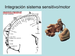 Integración sistema sensitivo/motor  