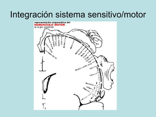 Integración sistema sensitivo/motor 