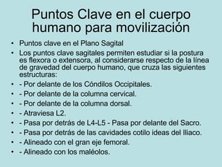 Puntos Clave en el cuerpo humano para movilización Puntos clave en el Plano Sagital Los puntos clave sagitales permiten estudiar si la postura es flexora o extensora, al considerarse respecto de la línea de gravedad del cuerpo humano, que cruza las siguientes estructuras: - Por delante de los Cóndilos Occipitales. - Por delante de la columna cervical. - Por delante de la columna dorsal. - Atraviesa L2. - Pasa por detrás de L4-L5 - Pasa por delante del Sacro. - Pasa por detrás de las cavidades cotilo ideas del Iliaco. - Alineado con el gran eje femoral. - Alineado con los maléolos.  