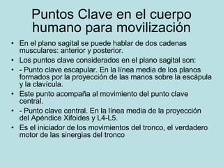 Puntos Clave en el cuerpo humano para movilización En el plano sagital se puede hablar de dos cadenas musculares: anterior y posterior. Los puntos clave considerados en el plano sagital son: - Punto clave escapular. En la línea media de los planos formados por la proyección de las manos sobre la escápula y la clavícula. Este punto acompaña al movimiento del punto clave central. - Punto clave central. En la línea media de la proyección del Apéndice Xifoides y L4-L5. Es el iniciador de los movimientos del tronco, el verdadero motor de las sinergias del tronco 