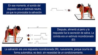 En ese momento, el sonido del
diapasón era un estímulo neutro,
ya que no provocaba la salivación.
Después, alimentó al perro y la
respuesta fue la secreción de saliva. La
comida era un estímulo incondicionado
(EI)
La salivación era una respuesta incondicionada (RI), nuevamente, porque ocurría de
forma automática, es decir, sin necesidad de un condicionamiento.
 
