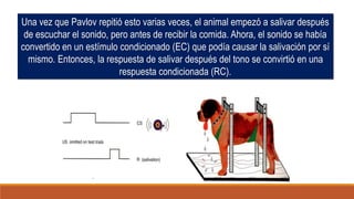 Una vez que Pavlov repitió esto varias veces, el animal empezó a salivar después
de escuchar el sonido, pero antes de recibir la comida. Ahora, el sonido se había
convertido en un estímulo condicionado (EC) que podía causar la salivación por sí
mismo. Entonces, la respuesta de salivar después del tono se convirtió en una
respuesta condicionada (RC).
 