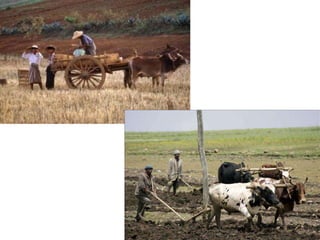 Modelos agricultura