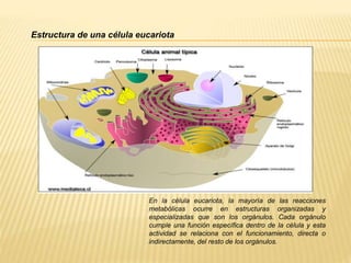 Estructura de una célula eucariota 
En la célula eucariota, la mayoría de las reacciones 
metabólicas ocurre en estructuras organizadas y 
especializadas que son los orgánulos. Cada orgánulo 
cumple una función específica dentro de la célula y esta 
actividad se relaciona con el funcionamiento, directa o 
indirectamente, del resto de los orgánulos. 
 
