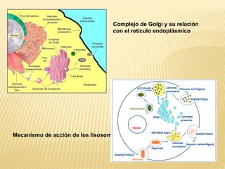 Complejo de Golgi y su relación 
con el retículo endoplásmico 
Mecanismo de acción de los lisosomas 
 