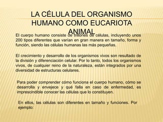 LA CÉLULA DEL ORGANISMO 
HUMANO COMO EUCARIOTA 
ANIMAL 
El cuerpo humano consiste de trillones de células, incluyendo unos 
200 tipos diferentes que varían en gran manera en tamaño, forma y 
función, siendo las células humanas las más pequeñas. 
EI crecimiento y desarrollo de los organismos vivos son resultado de 
la división y diferenciación celular. Por lo tanto, todos los organismos 
vivos, de cualquier reino de la naturaleza, están integrados por una 
diversidad de estructuras celulares. 
Para poder comprender cómo funciona el cuerpo humano, cómo se 
desarrolla y envejece y qué falla en caso de enfermedad, es 
imprescindible conocer las células que lo constituyen. 
En ellos, las células son diferentes en tamaño y funciones. Por 
ejemplo: 
 