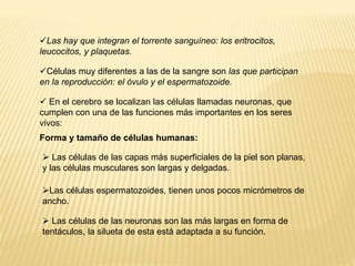 Las hay que integran el torrente sanguíneo: los eritrocitos, 
leucocitos, y plaquetas. 
Células muy diferentes a las de la sangre son las que participan 
en la reproducción: el óvulo y el espermatozoide. 
 En el cerebro se localizan las células llamadas neuronas, que 
cumplen con una de las funciones más importantes en los seres 
vivos: 
Forma y tamaño de células humanas: 
 Las células de las capas más superficiales de la piel son planas, 
y las células musculares son largas y delgadas. 
Las células espermatozoides, tienen unos pocos micrómetros de 
ancho. 
 Las células de las neuronas son las más largas en forma de 
tentáculos, la silueta de esta está adaptada a su función. 
 