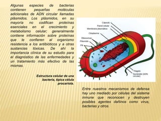 Algunas especies de bacterias 
contienen pequeñas moléculas 
adicionales de ADN circular llamadas 
plásmidos. Los plásmidos, en su 
mayoría no codifican proteínas 
esenciales en el crecimiento y 
metabolismo celular; generalmente 
contiene información sobre proteínas 
que le confieren al organismo 
resistencia a los antibióticos y a otras 
sustancias tóxicas. De ahí la 
importancia clínica de su estudio para 
el diagnóstico de las enfermedades y 
un tratamiento más efectivo de las 
mismas. 
Estructura celular de una 
bacteria, típica célula 
procariota. 
Entre nuestros mecanismos de defensa 
hay uno mediado por células del sistema 
inmune que reconocen y destruyen 
posibles agentes dañinos como virus, 
bacterias y otros. 
 