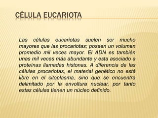 CÉLULA EUCARIOTA 
Las células eucariotas suelen ser mucho 
mayores que las procariotas; poseen un volumen 
promedio mil veces mayor. El ADN es también 
unas mil veces más abundante y esta asociado a 
proteínas llamadas histonas. A diferencia de las 
células procariotas, el material genético no está 
libre en el citoplasma, sino que se encuentra 
delimitado por la envoltura nuclear, por tanto 
estas células tienen un núcleo definido. 
 