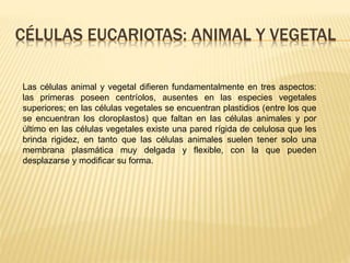CÉLULAS EUCARIOTAS: ANIMAL Y VEGETAL 
Las células animal y vegetal difieren fundamentalmente en tres aspectos: 
las primeras poseen centríolos, ausentes en las especies vegetales 
superiores; en las células vegetales se encuentran plastidios (entre los que 
se encuentran los cloroplastos) que faltan en las células animales y por 
último en las células vegetales existe una pared rígida de celulosa que les 
brinda rigidez, en tanto que las células animales suelen tener solo una 
membrana plasmática muy delgada y flexible, con la que pueden 
desplazarse y modificar su forma. 
 