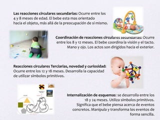 Las reacciones circulares secundarias: Ocurre entre los
4 y 8 meses de edad. El bebe esta mas orientado
hacia el objeto, más allá de la preocupación de sí mismo.
Coordinación de reacciones circulares secundarias: Ocurre
entre los 8 y 12 meses. El bebe coordina la visión y el tacto.
Mano y ojo. Los actos son dirigidos hacia el exterior.
Reacciones circulares Terciarias, novedad y curiosidad:
Ocurre entre los 12 y 18 meses. Desarrolla la capacidad
de utilizar símbolos primitivos.
Internalización de esquemas: se desarrolla entre los
18 y 24 meses. Utiliza símbolos primitivos.
Significa que el bebe piensa acerca de eventos
concretos. Manipula y transforma los eventos de
forma sencilla.
 