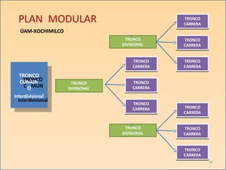 TRONCO
DIVISIONAL
TRONCO
CARRERA
TRONCO
CARRERA
TRONCO
CARRERA
TRONCO
DIVISIONAL
TRONCO
CARRERA
TRONCO
CARRERA
TRONCO
CARRERA
TRONCO
DIVISIONAL
TRONCO
CARRERA
TRONCO
CARRERA
TRONCO
CARRERA
O
TRONCO
CO
TR
M
O
Ú
N
N
CO
COMÚN
Interdivisional
Interdivisional
24
PLAN MODULAR
UAM-XOCHIMILCO
 