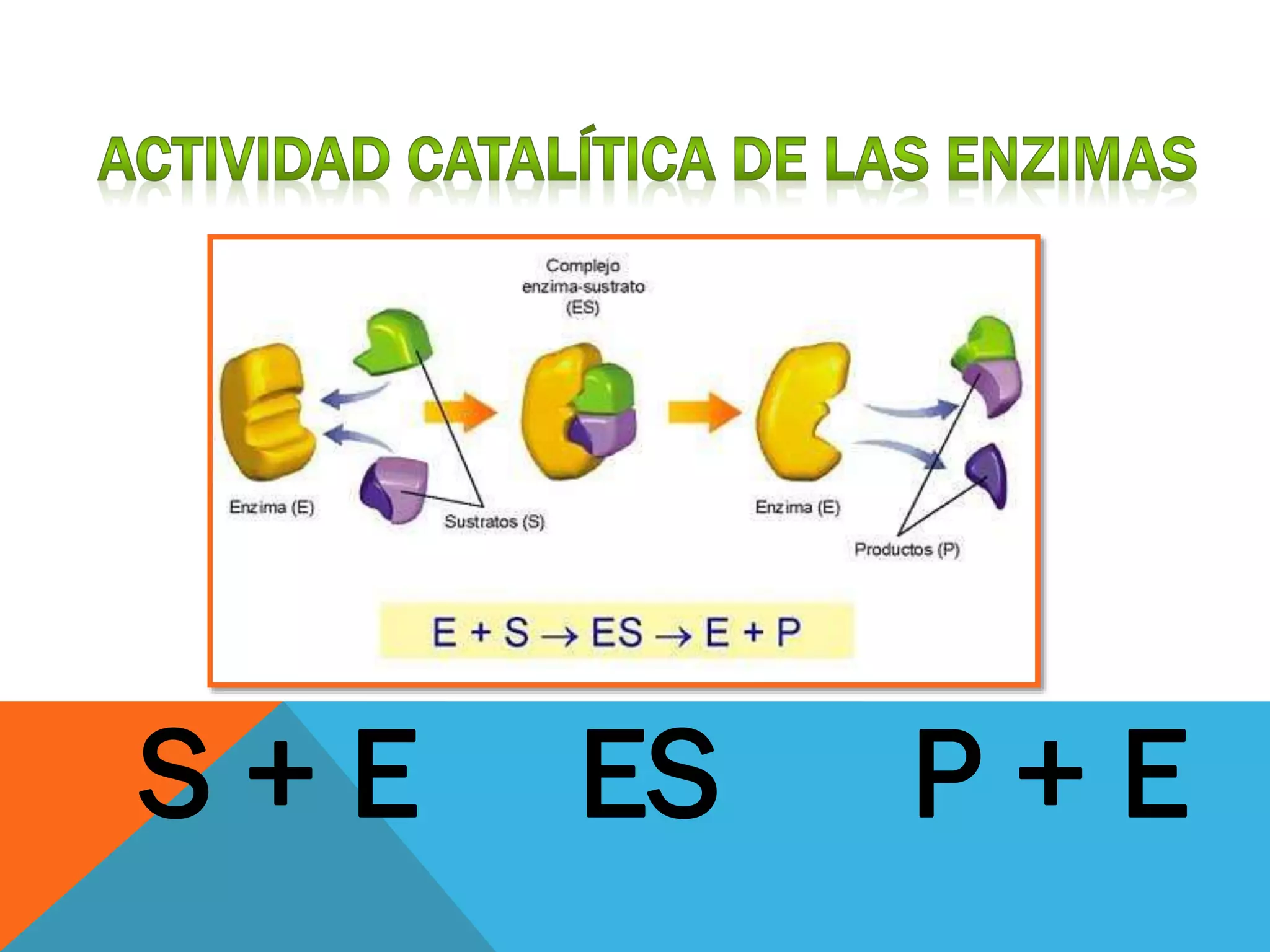 Modelos de accion de las enzimas
