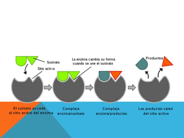 Modelos de accion de las enzimas