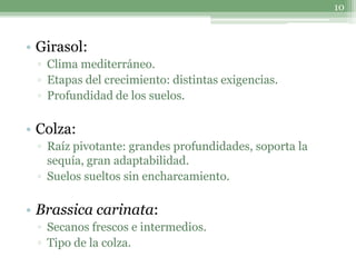 10



• Girasol:
 ▫ Clima mediterráneo.
 ▫ Etapas del crecimiento: distintas exigencias.
 ▫ Profundidad de los suelos.

• Colza:
 ▫ Raíz pivotante: grandes profundidades, soporta la
   sequía, gran adaptabilidad.
 ▫ Suelos sueltos sin encharcamiento.

• Brassica carinata:
 ▫ Secanos frescos e intermedios.
 ▫ Tipo de la colza.
 