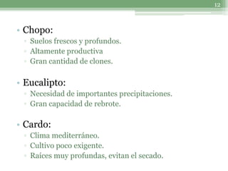 12



• Chopo:
 ▫ Suelos frescos y profundos.
 ▫ Altamente productiva
 ▫ Gran cantidad de clones.

• Eucalipto:
 ▫ Necesidad de importantes precipitaciones.
 ▫ Gran capacidad de rebrote.

• Cardo:
 ▫ Clima mediterráneo.
 ▫ Cultivo poco exigente.
 ▫ Raíces muy profundas, evitan el secado.
 
