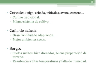 8



• Cereales: trigo, cebada, triticales, avena, centeno…
  ▫ Cultivo tradicional.
  ▫ Mismo sistema de cultivo.

• Caña de azúcar:
  ▫ Gran facilidad de adaptación.
  ▫ Mejor ambientes secos.

• Sorgo:
  ▫ Suelos sueltos, bien drenados, buena preparación del
    terreno.
  ▫ Resistencia a altas temperaturas y falta de humedad.
 