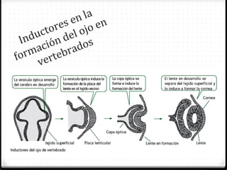 la
            en en
        res ojo
     cto el
 Indu ión d
     c        os
   ma tebrad
for ver
 